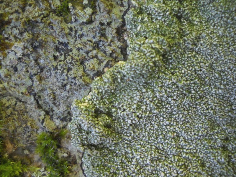 lichene su muretto a secco